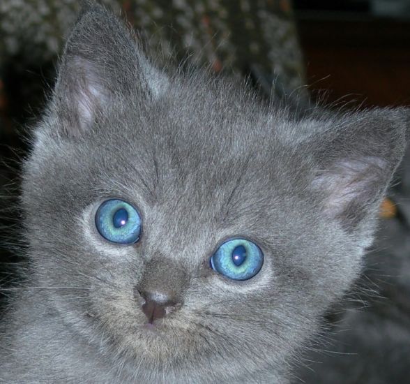 Blue-eyed chartreux kitten