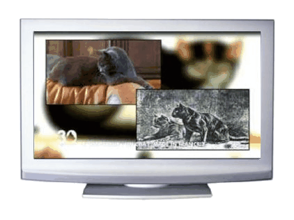 TV program on the chartreux